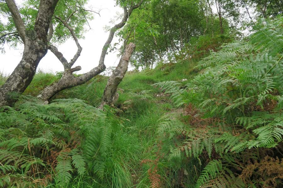 Tennyson's Waterfall Walk, Ardtornish, Morvern