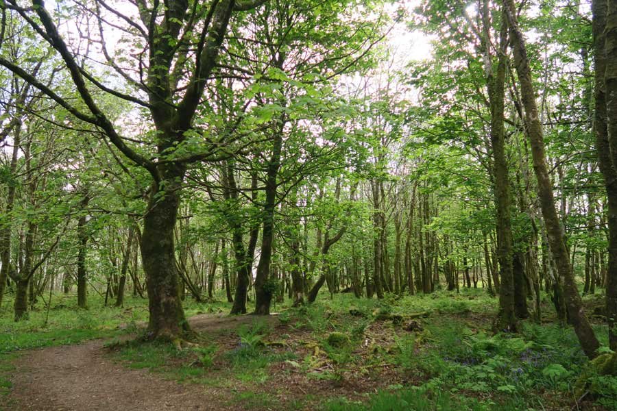 Achnaha Community Woodland
