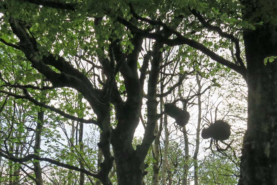 Achnaha Community Woodland