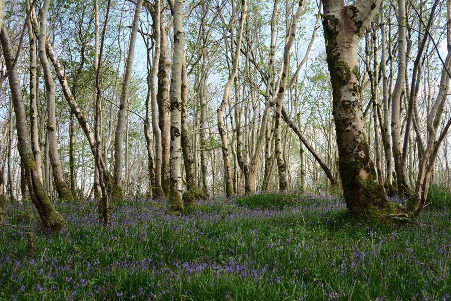 Achnaha Community Woodland