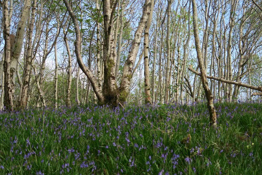 Achnaha Community Woodland