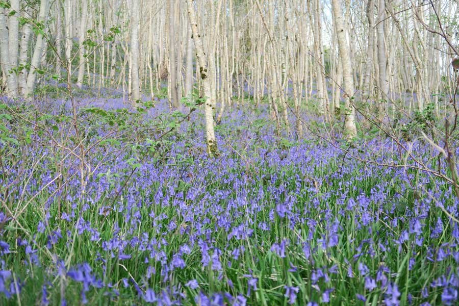 Achnaha Community Woodland