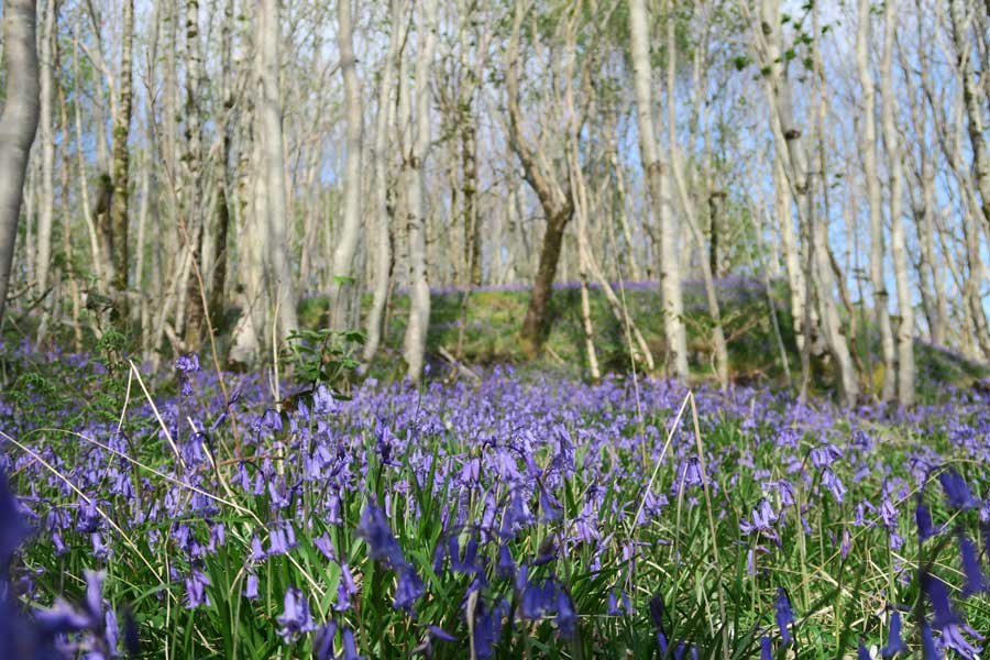 Achnaha Community Woodland