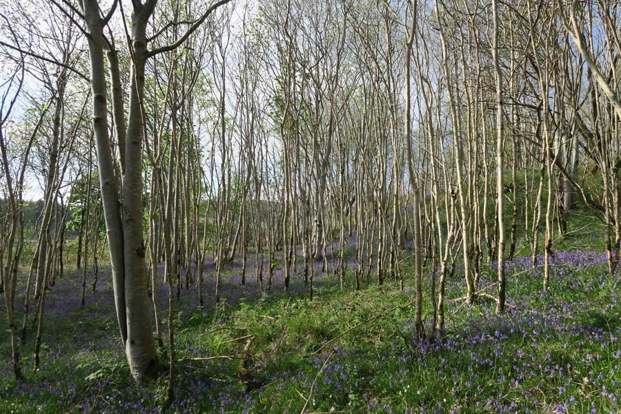 Achnaha Community Woodland