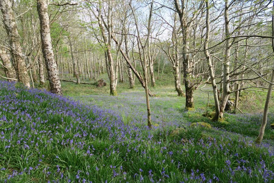 Achnaha Community Woodland