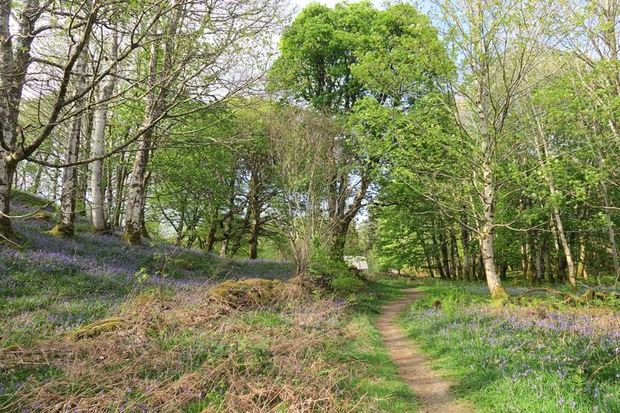 Achnaha Community Woodland