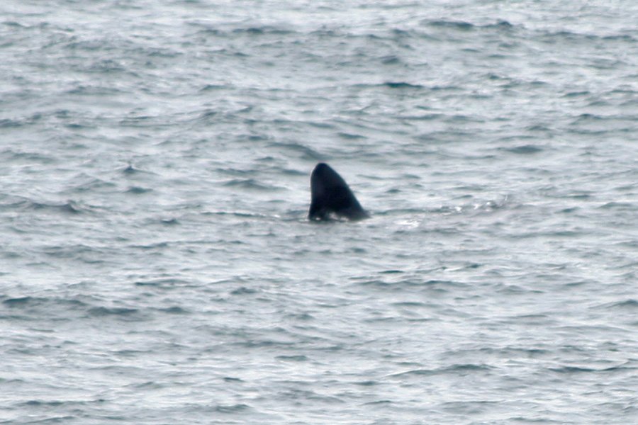 A basking shark seen from Ardnamurchan Point