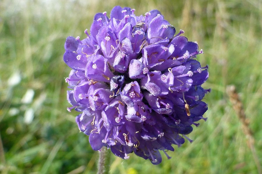 Devil's bit scabious at Ardnamuchan Point