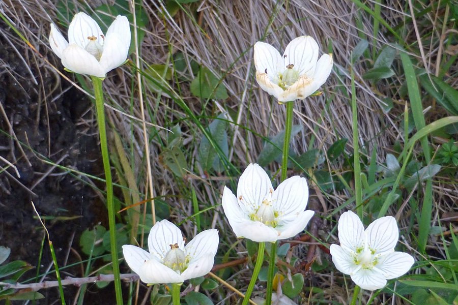 Grass of parnassus below the lighthouse at Ardnamurchan Point