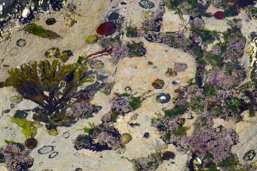 Life in the rockpool at Ardnamurchan Point