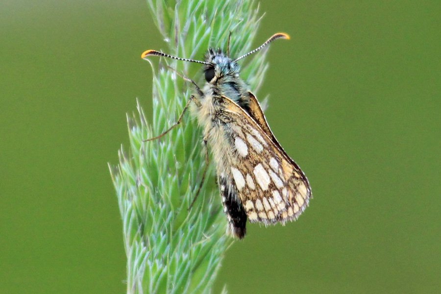 A chequered skipper butterfly on the path running through Ariundle Oakwoods
