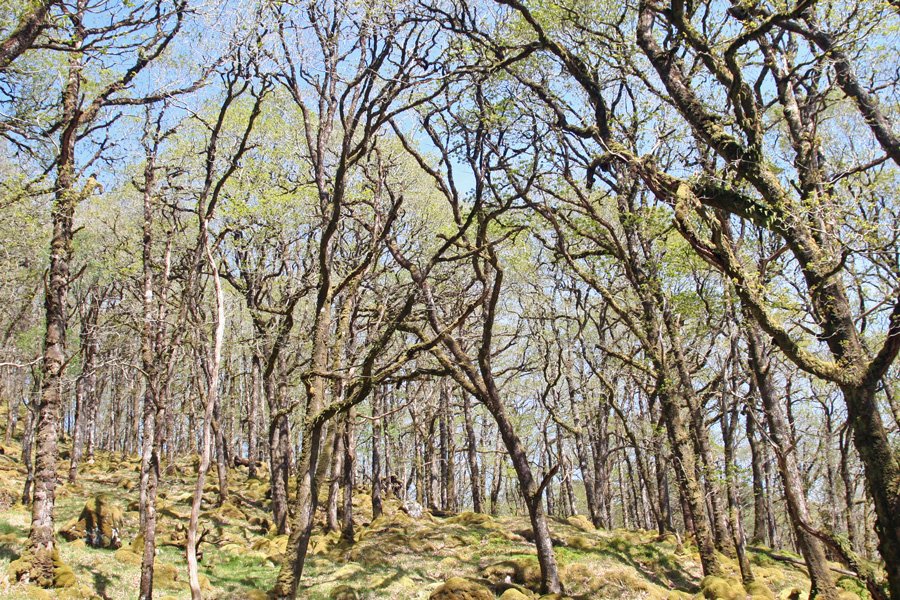 Bud burst in the woodland at Ariundle