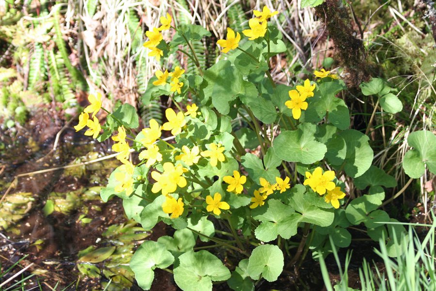 Marsh marigold on the sid eof the track through Ariundle Oakwoods
