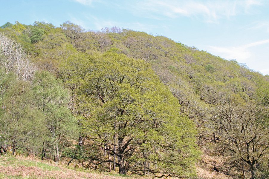 Ariundle Oakwoods in early Spring