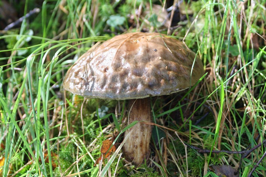 Ariundle Oakwoods is a great place for a fungal foray in the autumn months