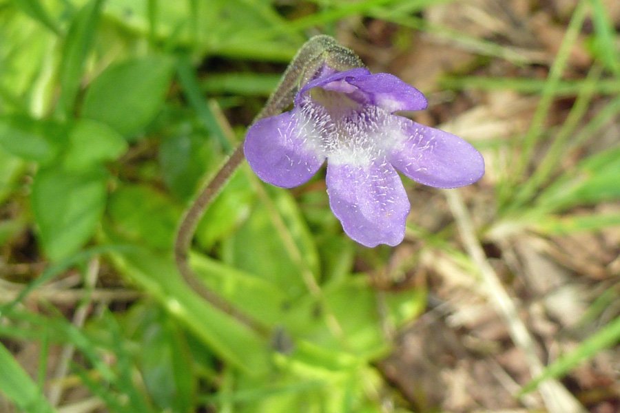 Butterwort - a carnivorous plant