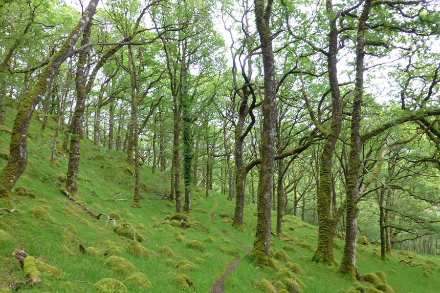 Enjoy a wander along the woodland paths