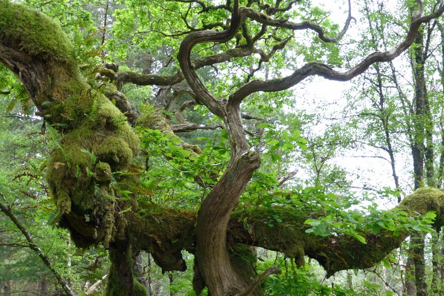 Epiphytic ferns on one of the old oak trees at Ariundle