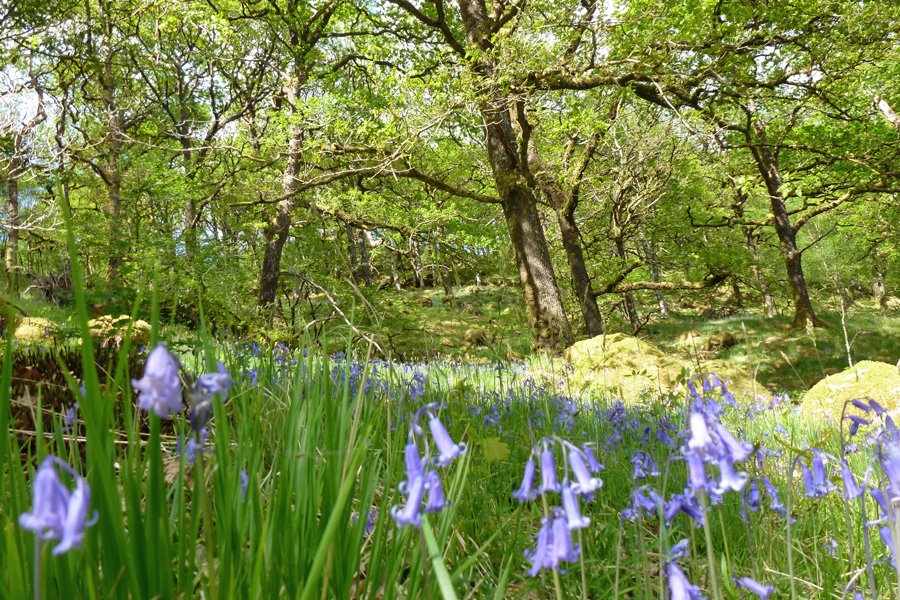 Bluebells at Ariundle