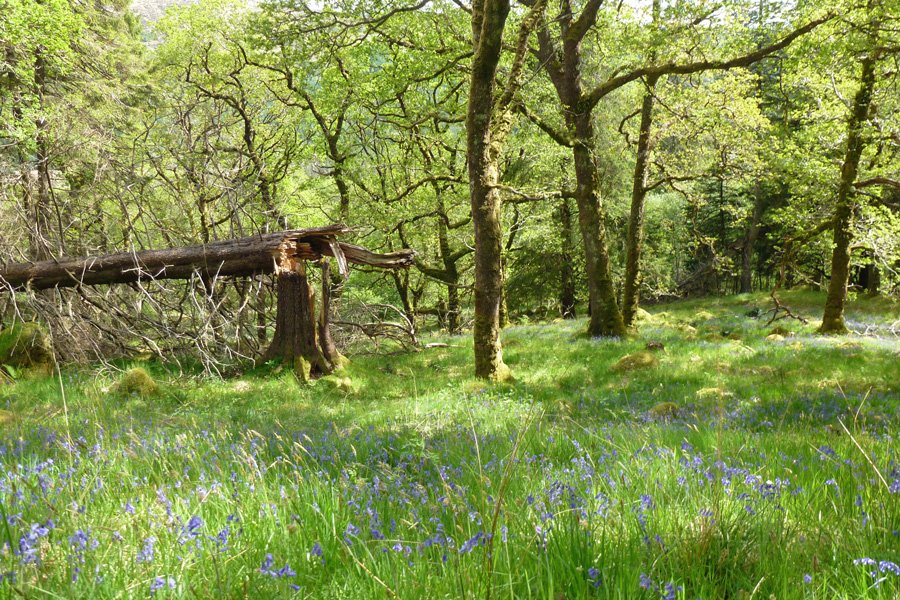 The woods are carpeted with bluebells in late spring