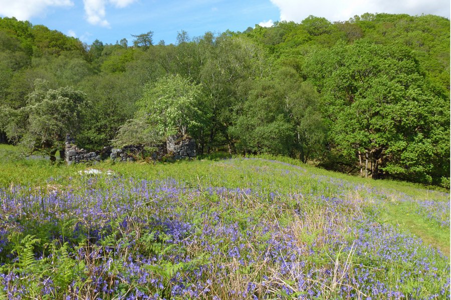 The bluebells by the old ruined house - a great place to look out for fritillaries