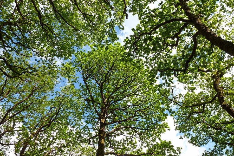 A view through the canopy in Ariundle Oakwoods