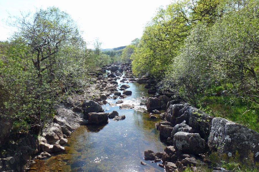 Look out for dippers on the River Strontian