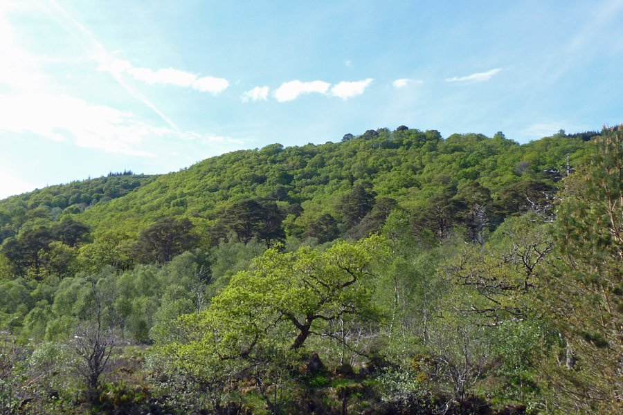 The oakwood canopy at Ariundle