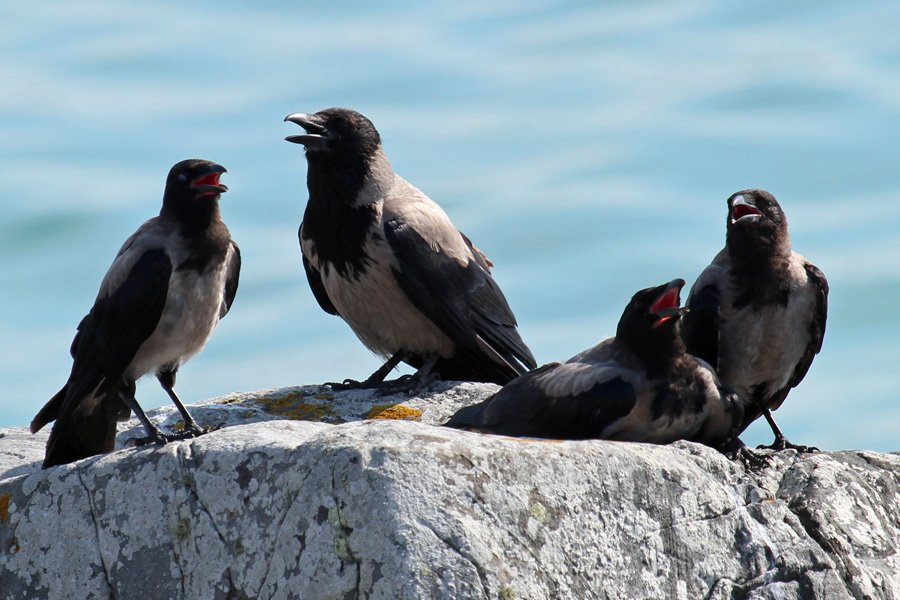 Hooded crows cooling off in the summer heat