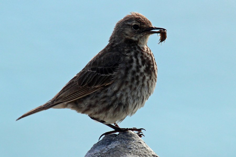 Rock pipit with a tasty snack