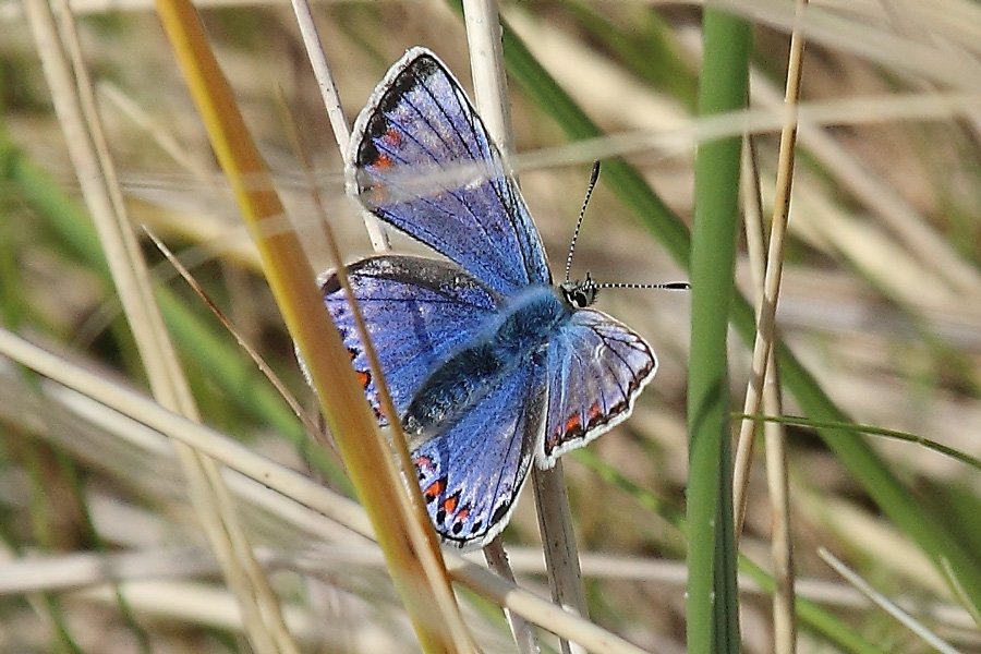 Female Common blue butterfly in the dunes at Camusdarach