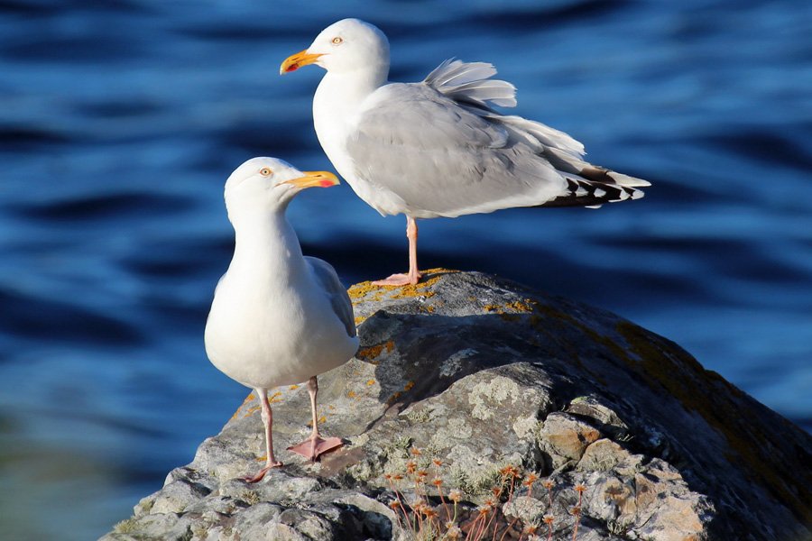 Herring gulls on the rocks