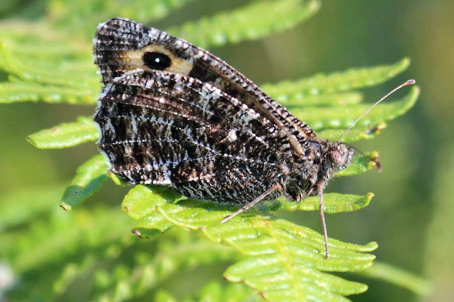 Grayling butterfly