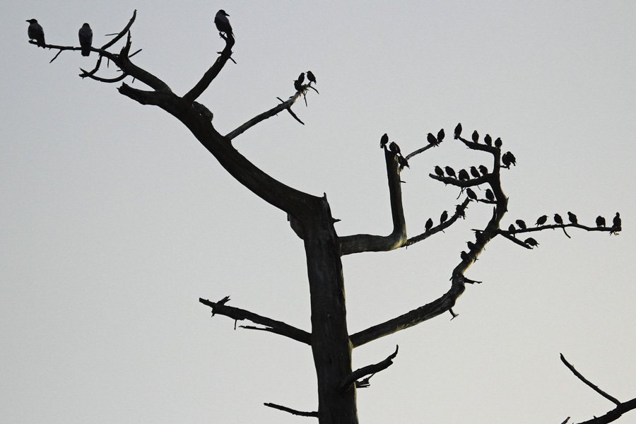The balancing tree - hooded crows verses starlings