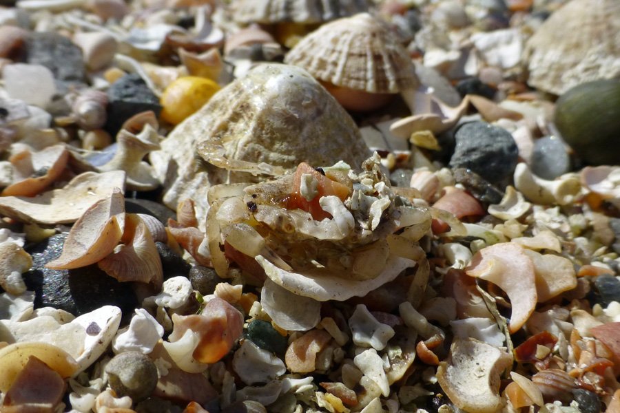 A crab amongst the shells
