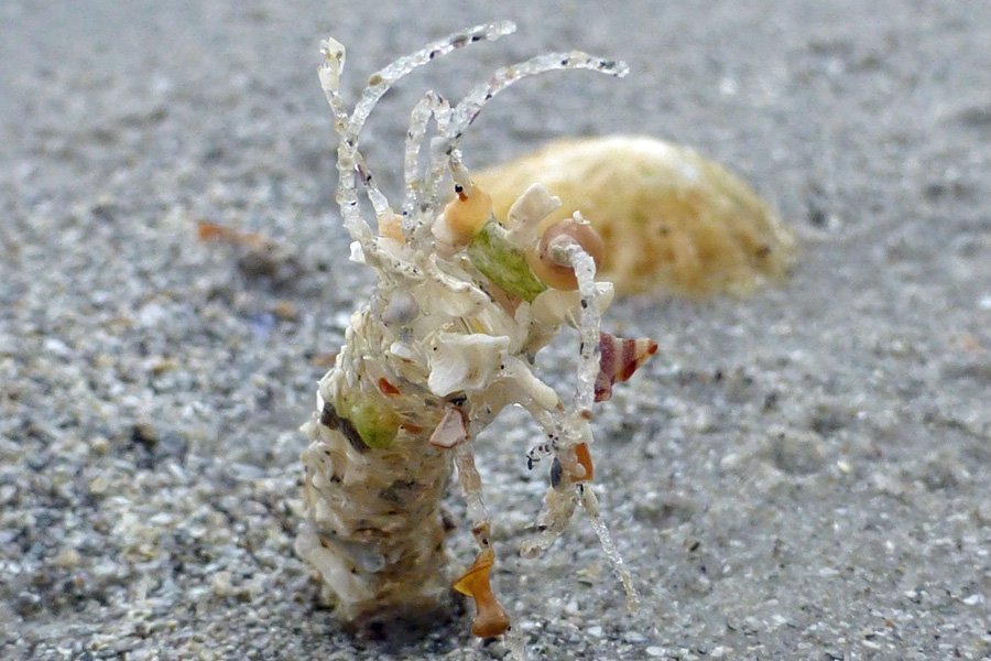 A sand mason worm
