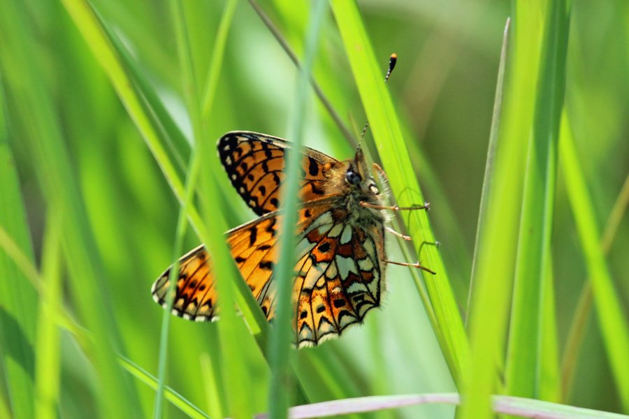 Small Pearl Bordered Fritillary butterfly