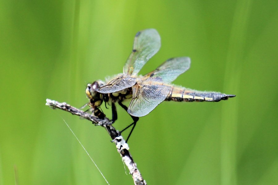 Four spotted chaser dragonfly
