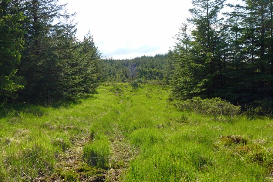 A forest ride leading to Claish Moss