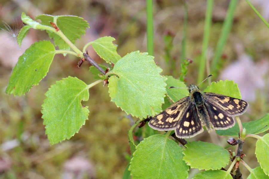 Chequered skipper butterfly seen on the path to Claish Moss