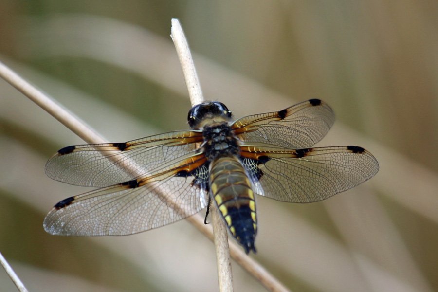Four spotted chaser