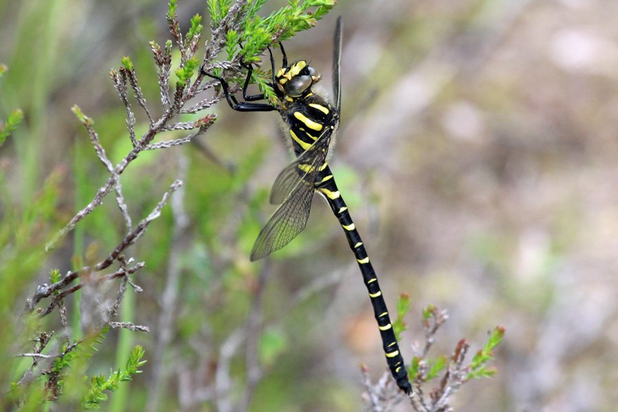 Golden-ringed dragonfly