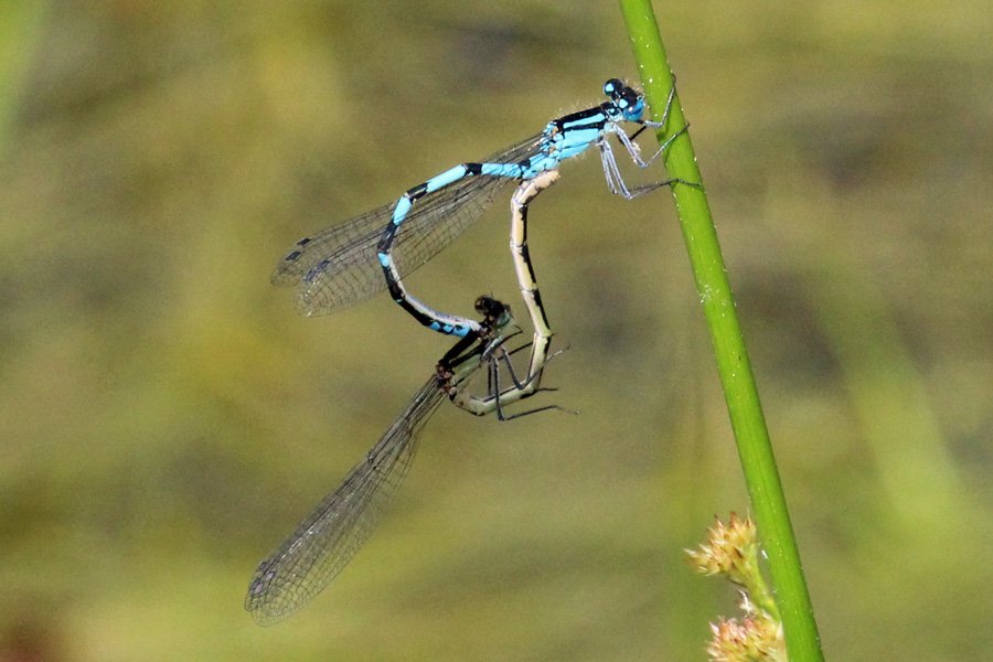 Common blue damselfy