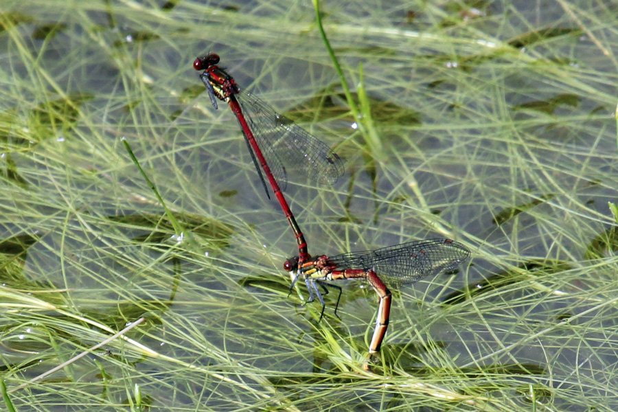 Large red damselfly