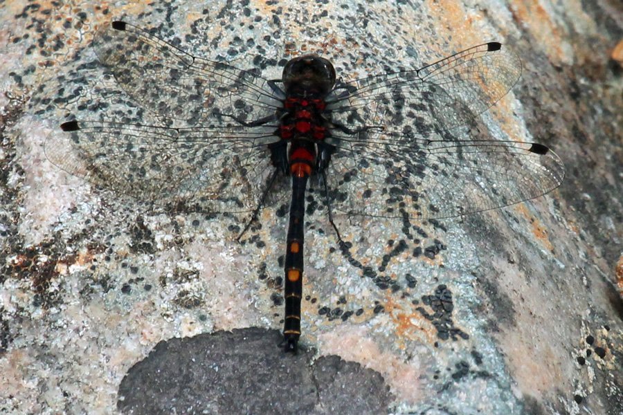 White-faced darter dragonfly