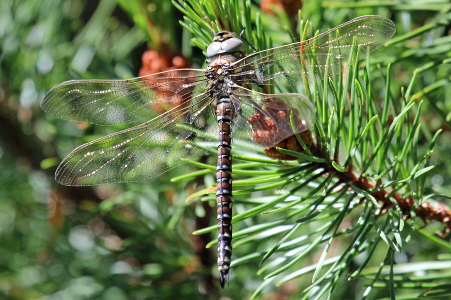 Common Hawker dragonfly