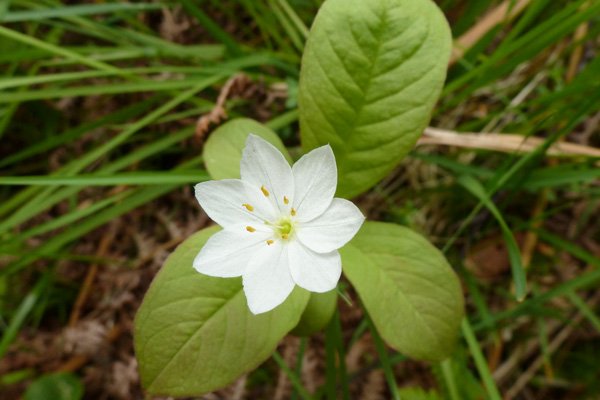 Chickweed Wintergreen (Trientalis europaea)