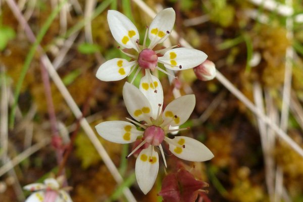 Starry saxifrage (Saxifraga stellaris)