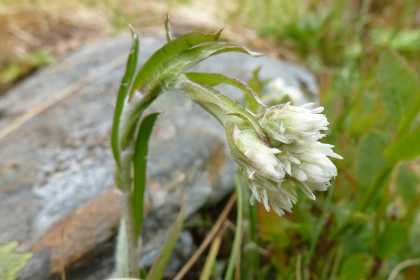 Mountain everlasting (Antennaria dioica) 