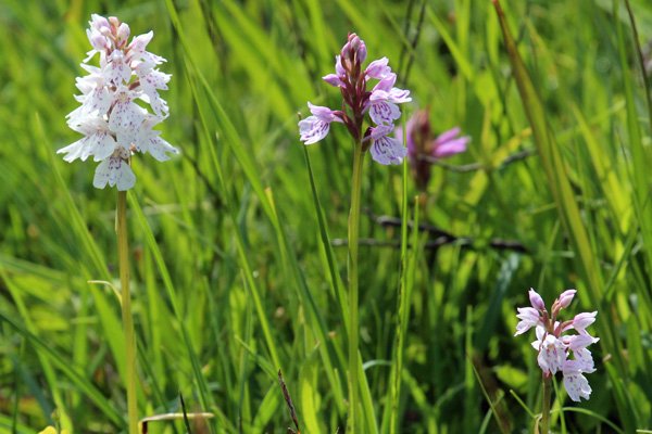 A profusion of heath spotted orchids at Cuil bay
